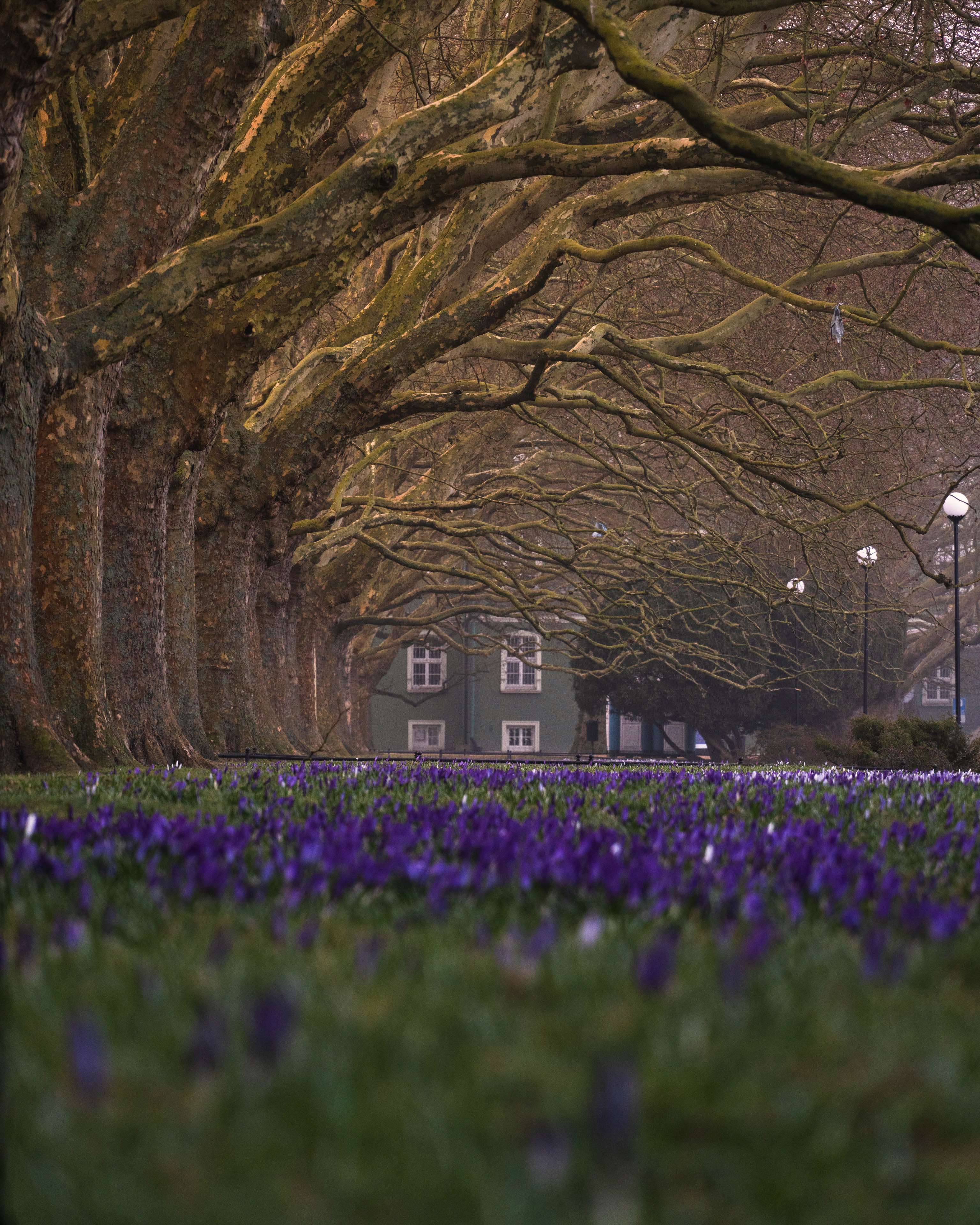 Sigma 20-200mm sample photo at 200mm showing Crocus Avenue